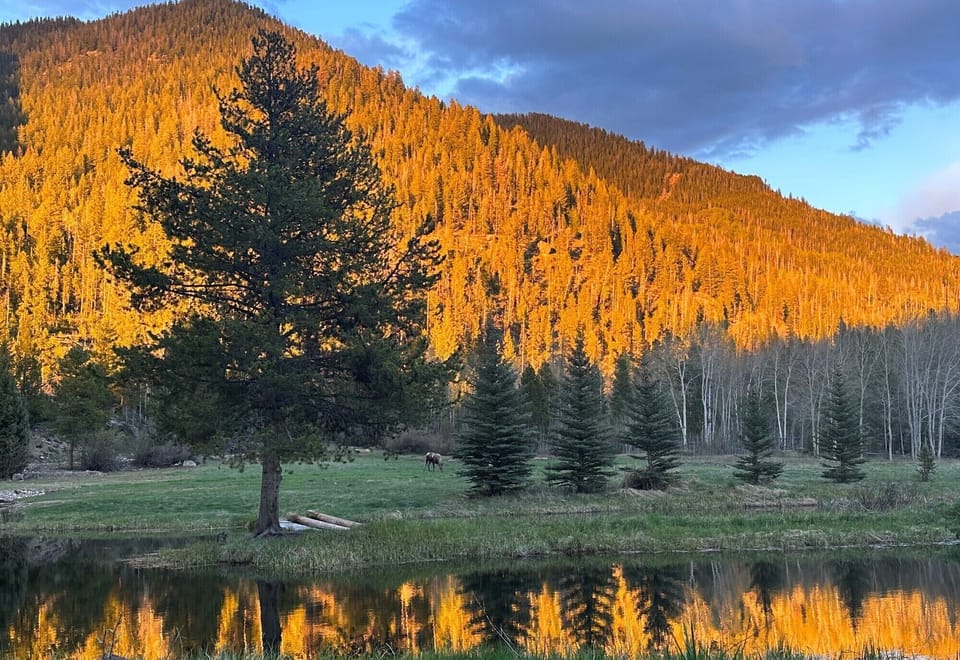 18.20Golden20Trees20Cropped