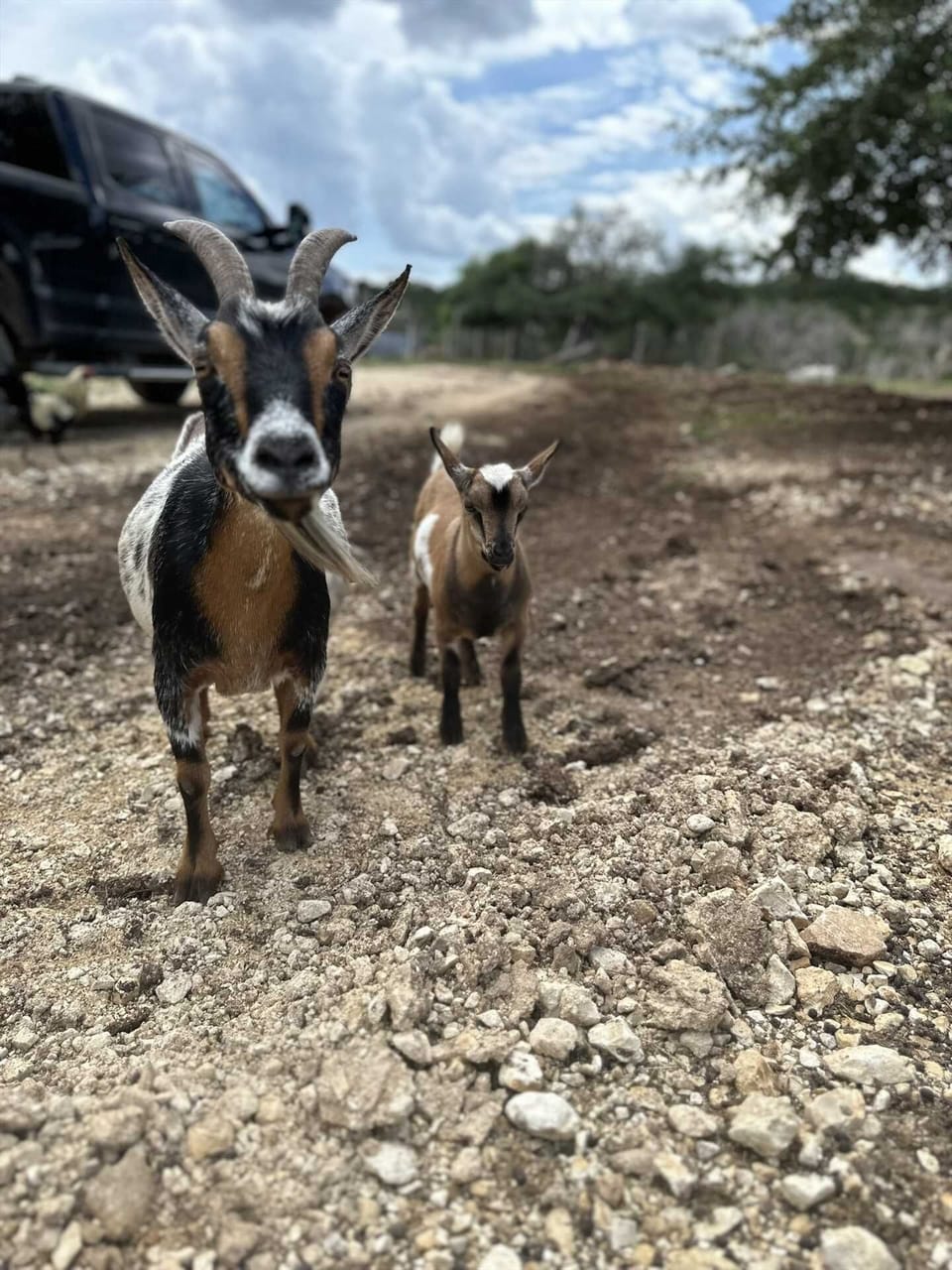 Friendly goats will stroll right up to you at Lucky Star Ranch. Be sure to give them a pat or two!