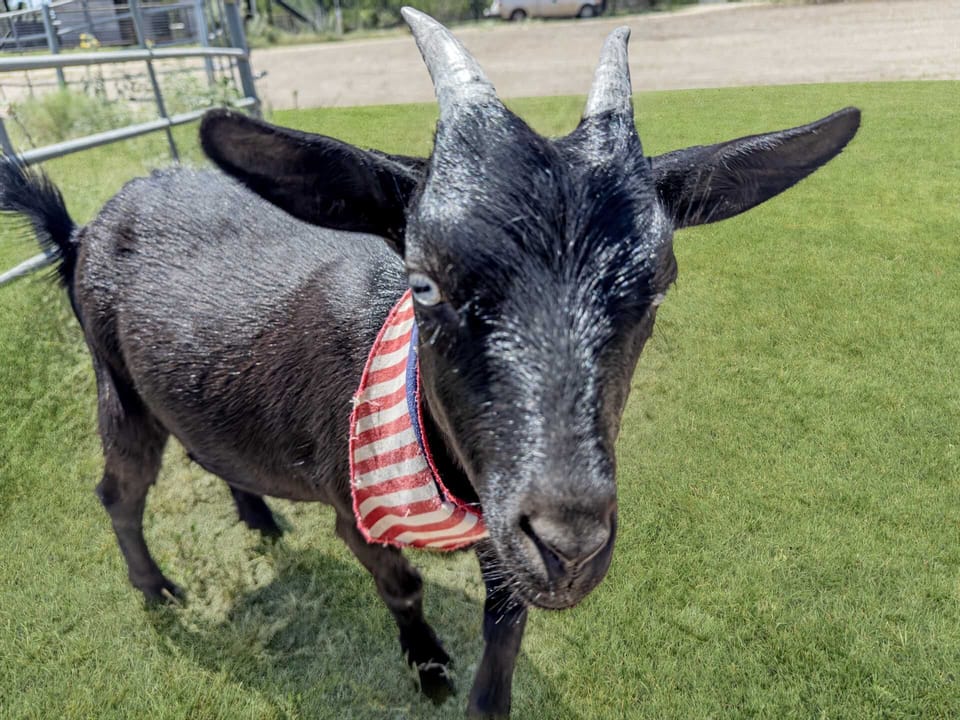 This is Baby, the dwarf Nigerian goat who's the "star" of Lucky Star Ranch. She took home a blue ribbon at the Bandera 4th of July Pet Parade!