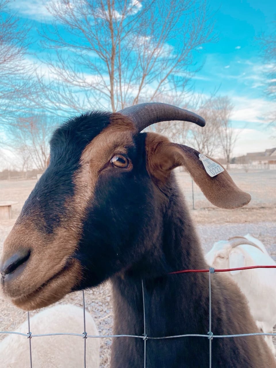 Our goats and sheet were hand raised and super sweet to visitors.