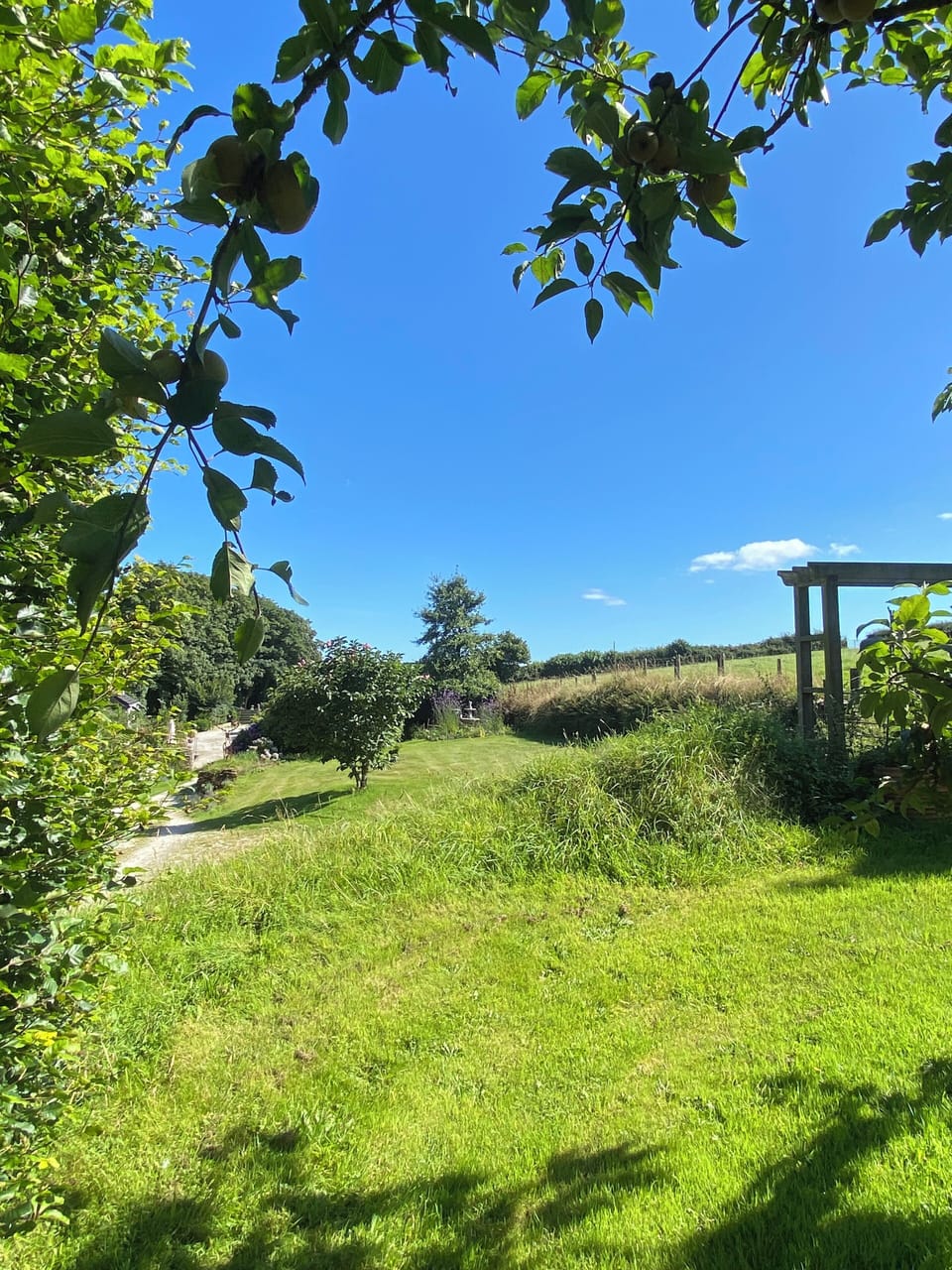 View from the small orchard