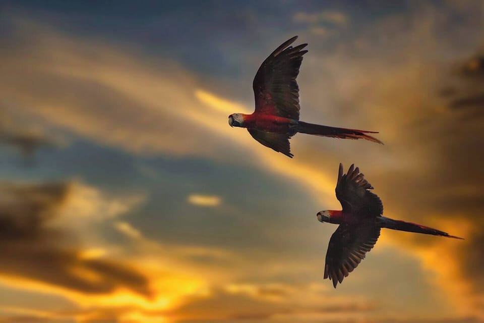 Wildlife (2)