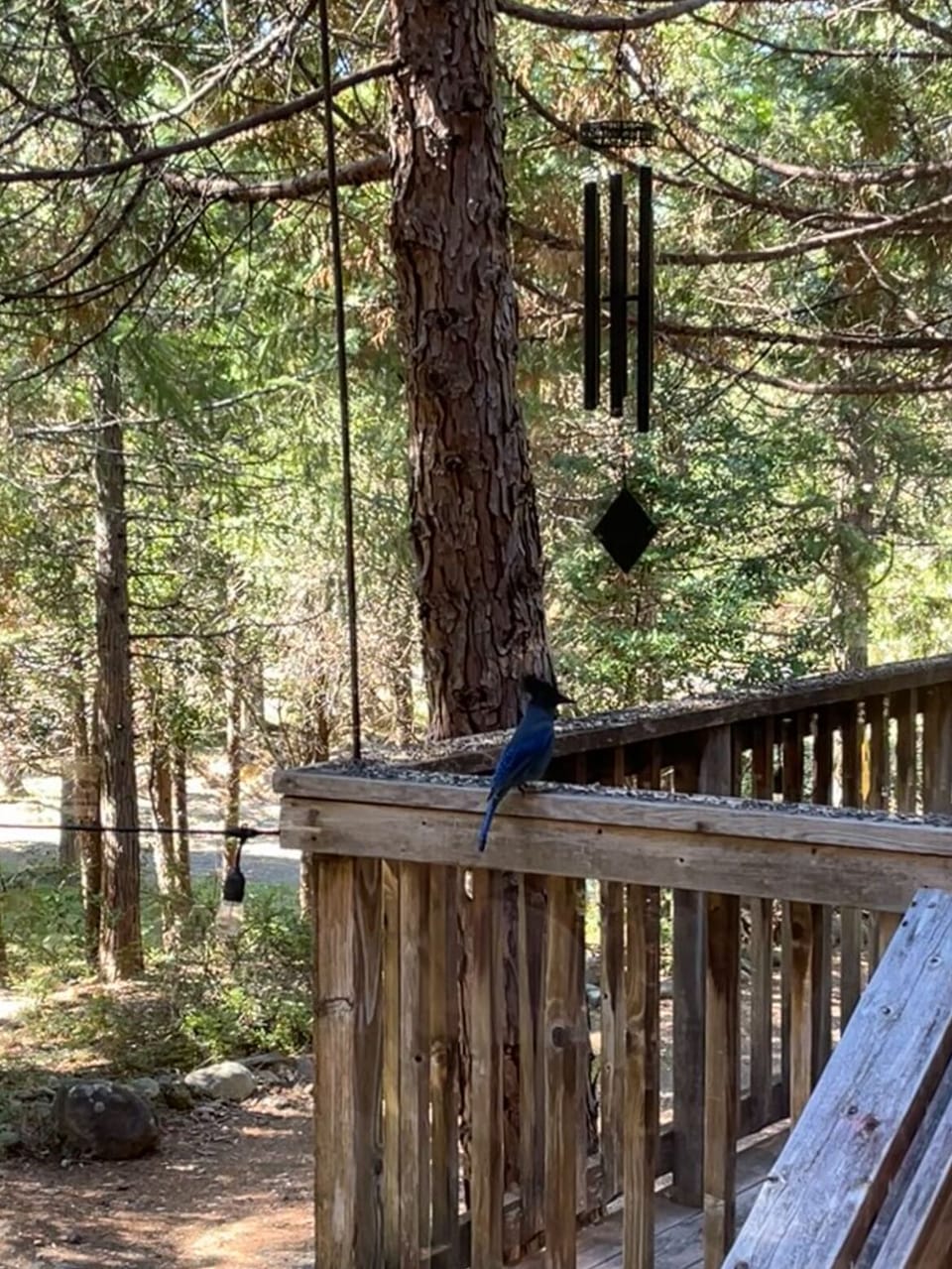 Birdseed (provided by Cozy Cabin). Cozy up on the couch and bird watch!