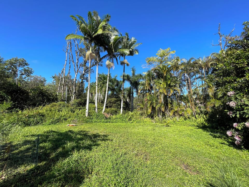 Spacious front yard surrounded by trees and plants provides privacy.