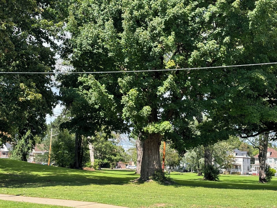 Elementary school & park across the street