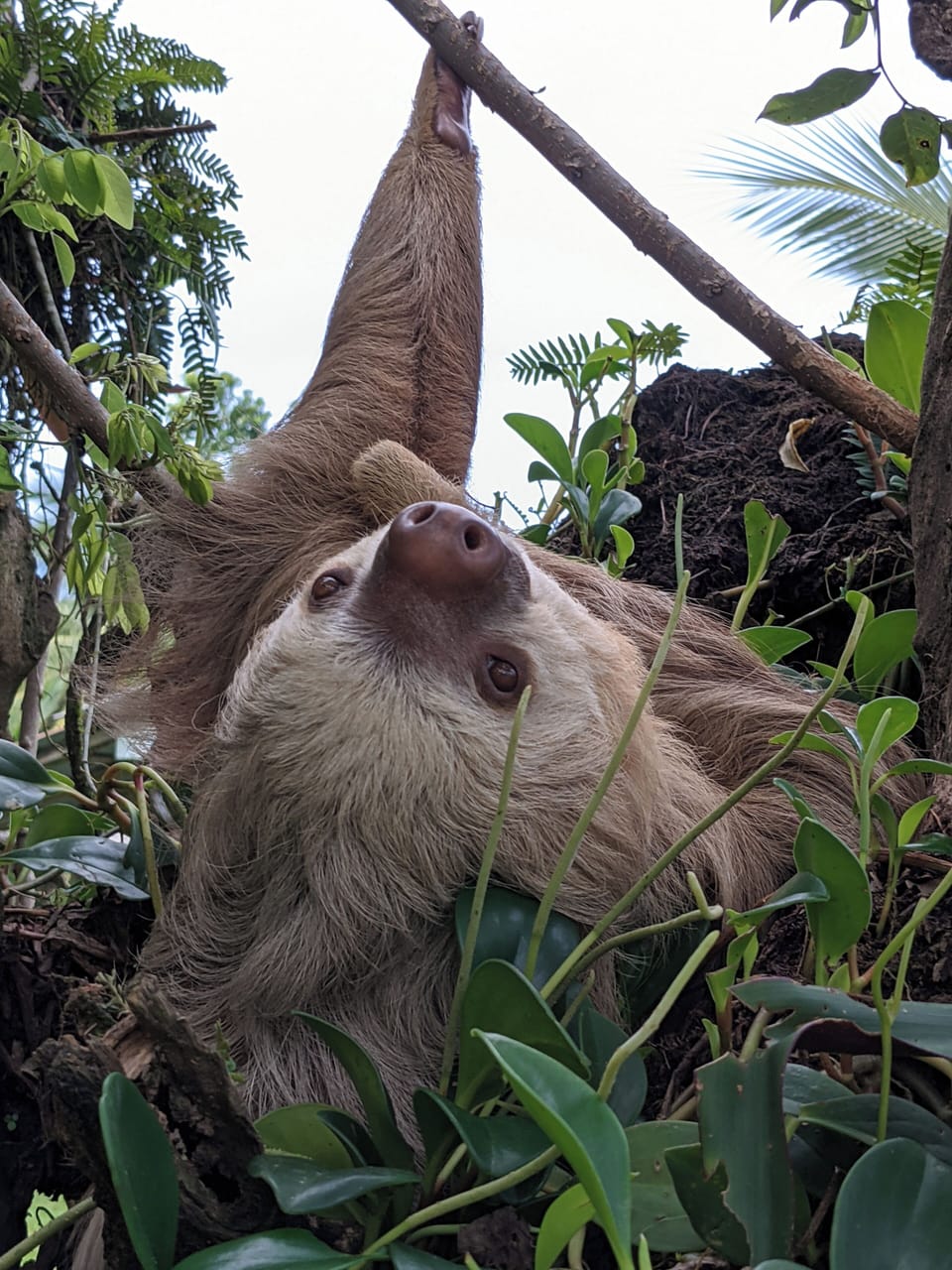 Sloth outside the garden apartment
