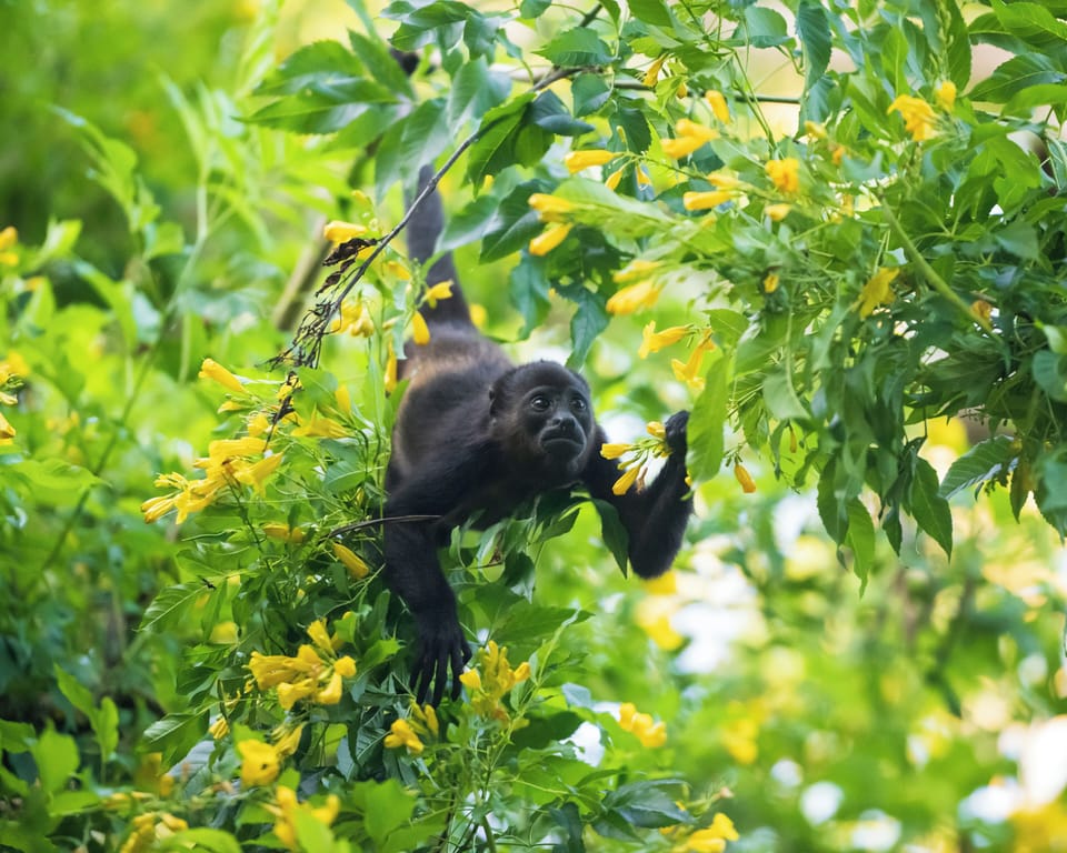 Monkeys come by Sandpiper all the time to say hello!