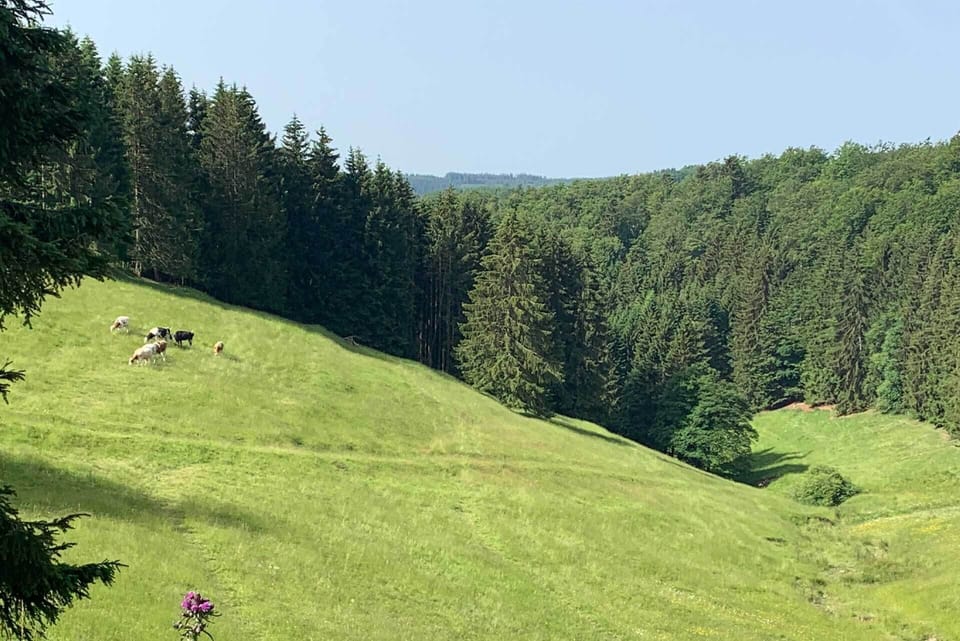 Garden view