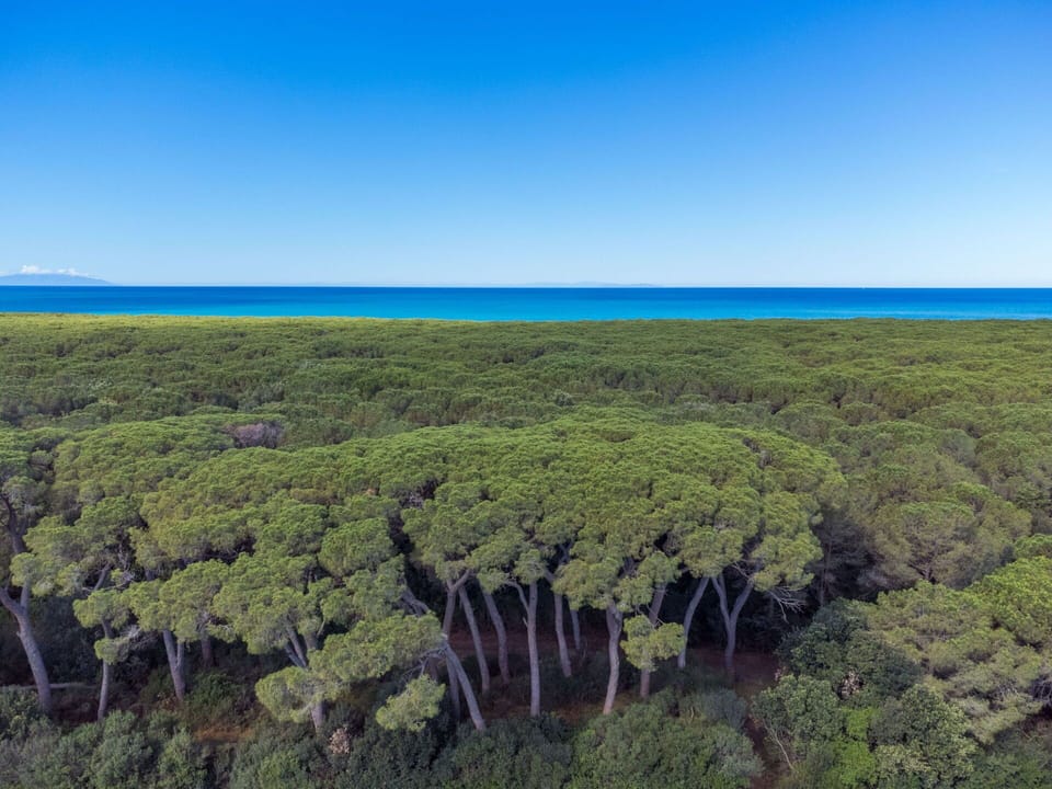 Forest, Sea, Ocean, Coast, Jungle, Tropical And Subtropical Coniferous Forests, Tropics, Valdivian Temperate Rain Forest, Bay