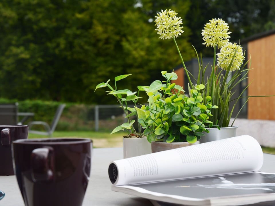 Flower, Plant, Table, Botany, Drinkware, Cup, Grass, Serveware, Rectangle, Petal