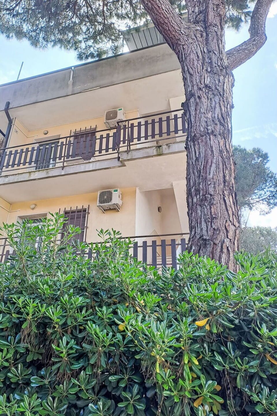 Woody Plant, Balcony, Shade