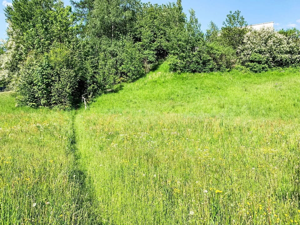 Plant, Sky, Green, Natural Landscape, Grass, Groundcover, Tree, Grassland, Shrub