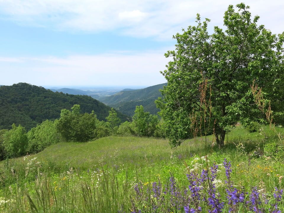 Sky, Cloud, Plant, Plant Community, Ecoregion, Mountain, Natural Landscape, Flower, Vegetation