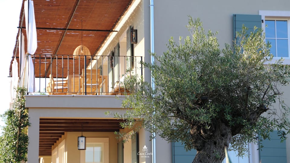 Old olive tree