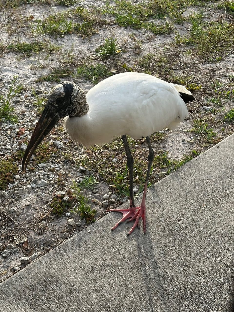 Strange Bird
