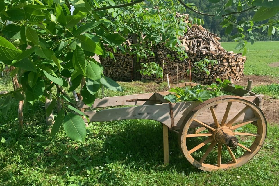 Garden [summer]