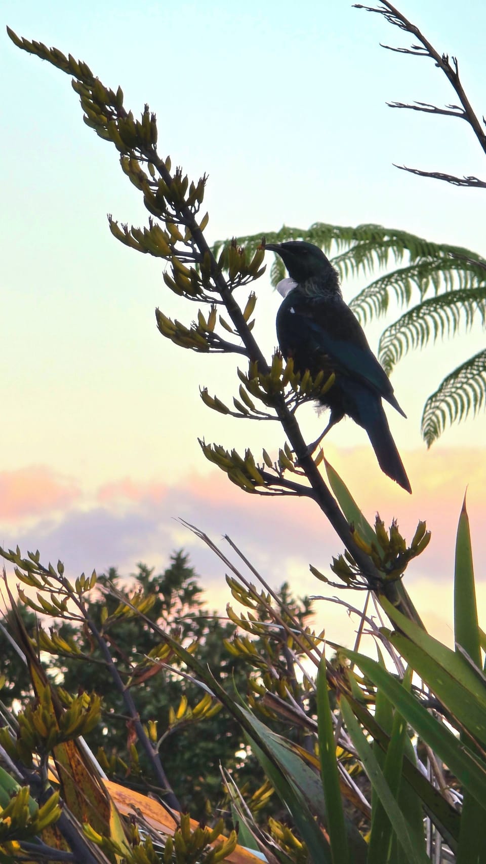 Bird song is the only song track you need ...