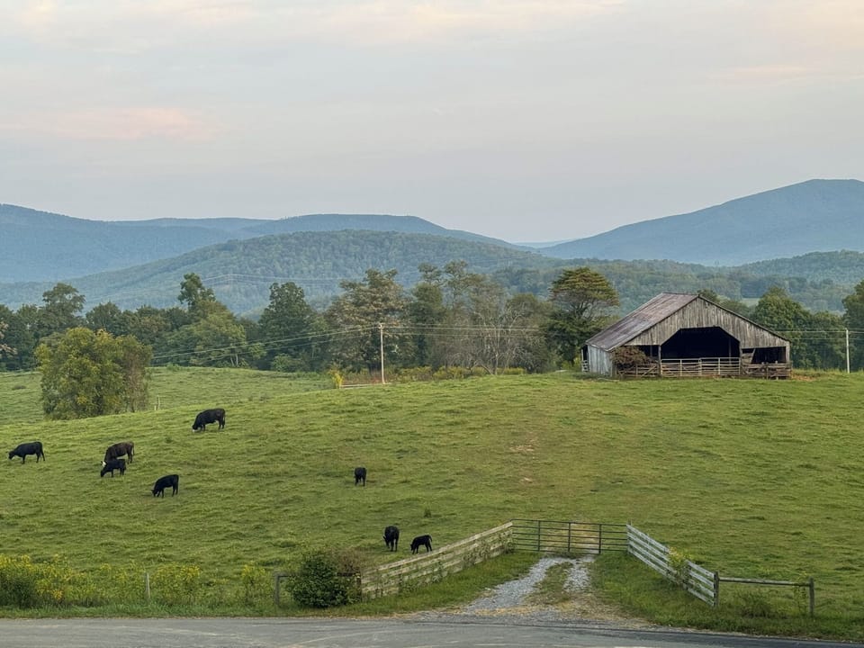 our picturesque view of mountains, an old barn and a field of cows!