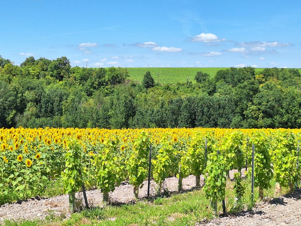 Vineyards and sunflowers
