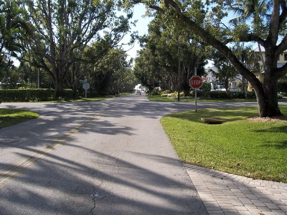 Tree line 2nd Ave., North