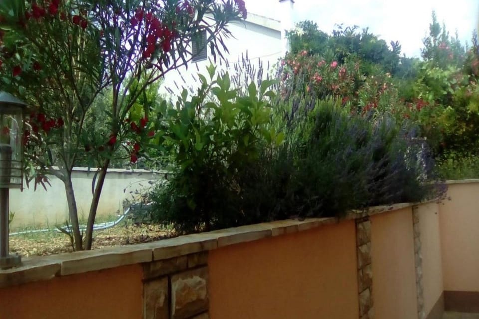 Garden [summer]