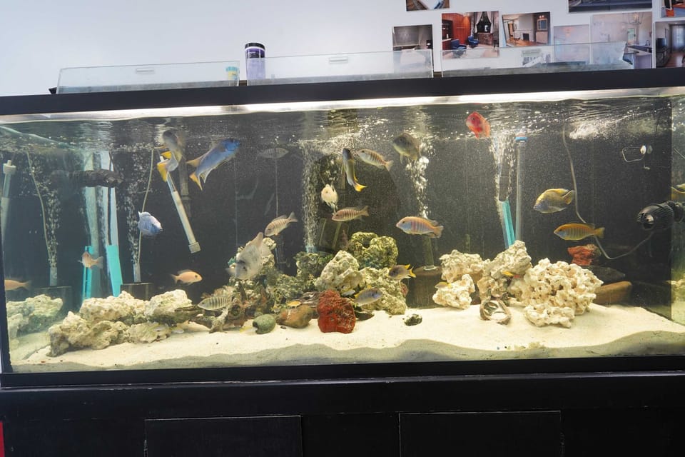 cichlids