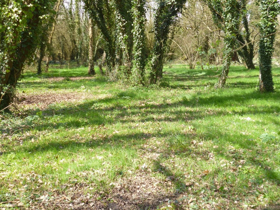 Woodland at L'écurie