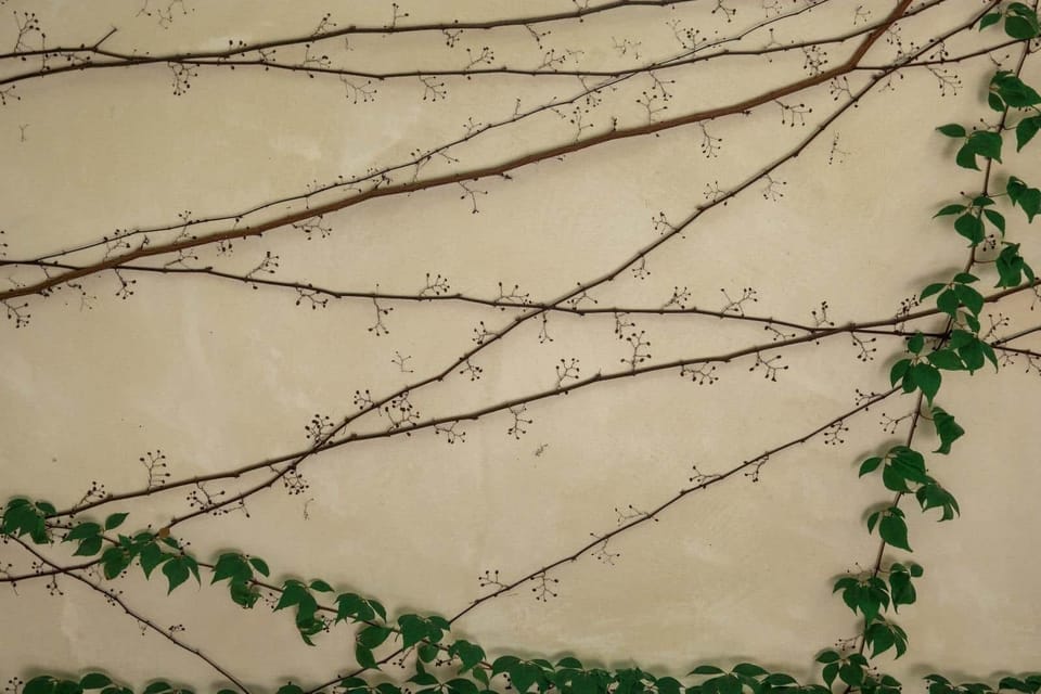 Exterior / Flora nativa