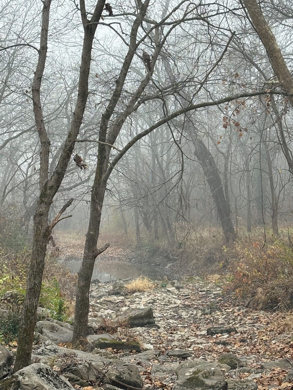  Creekbed in November