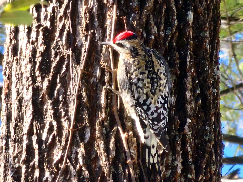 A visitor on a large tree untouched by the nearby National Park/Gatlinburg fires