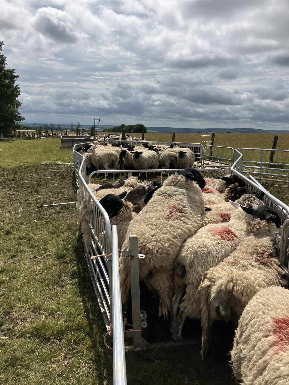 Shearing time< Lining uo for their 'Hair cuts!'