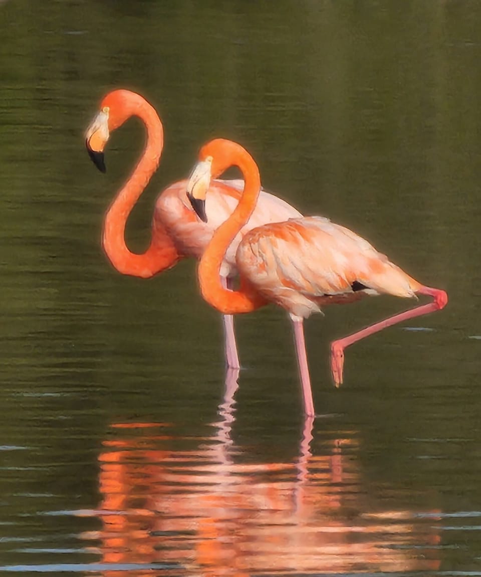 Flamingos can often be seen in the river across the street!