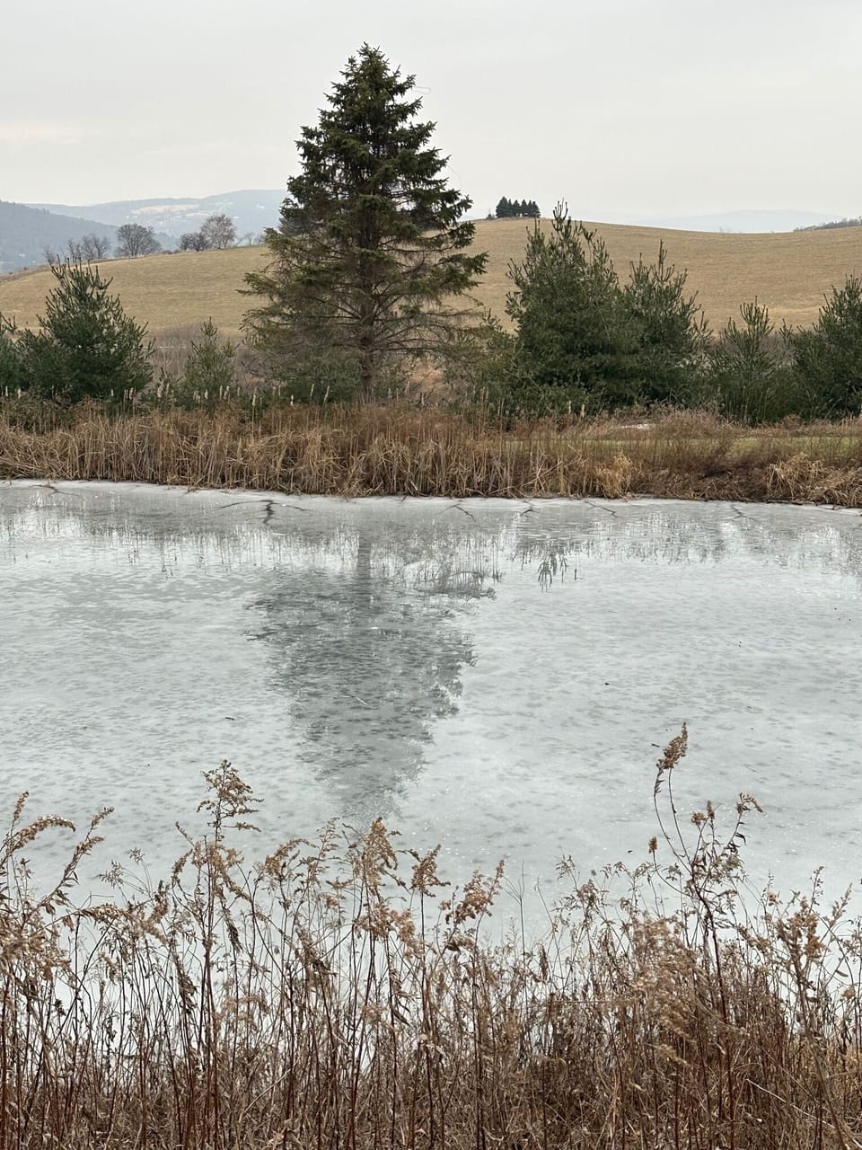 The neighboring pond which freezes most winters