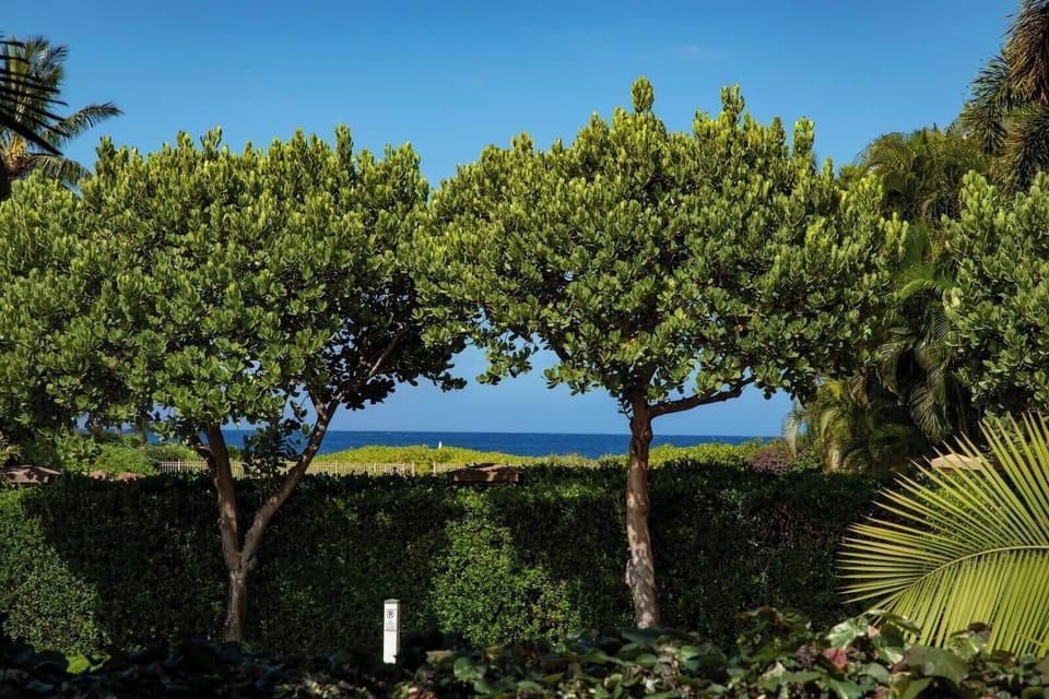 Framed by tropical greens, your ocean view awaits—relax into the rhythm of island life with every breeze   