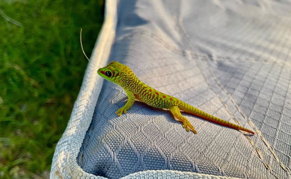 Fun pic - gecko