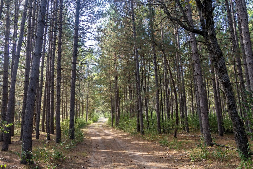 Wooded driveway - the cabin is far from the road
