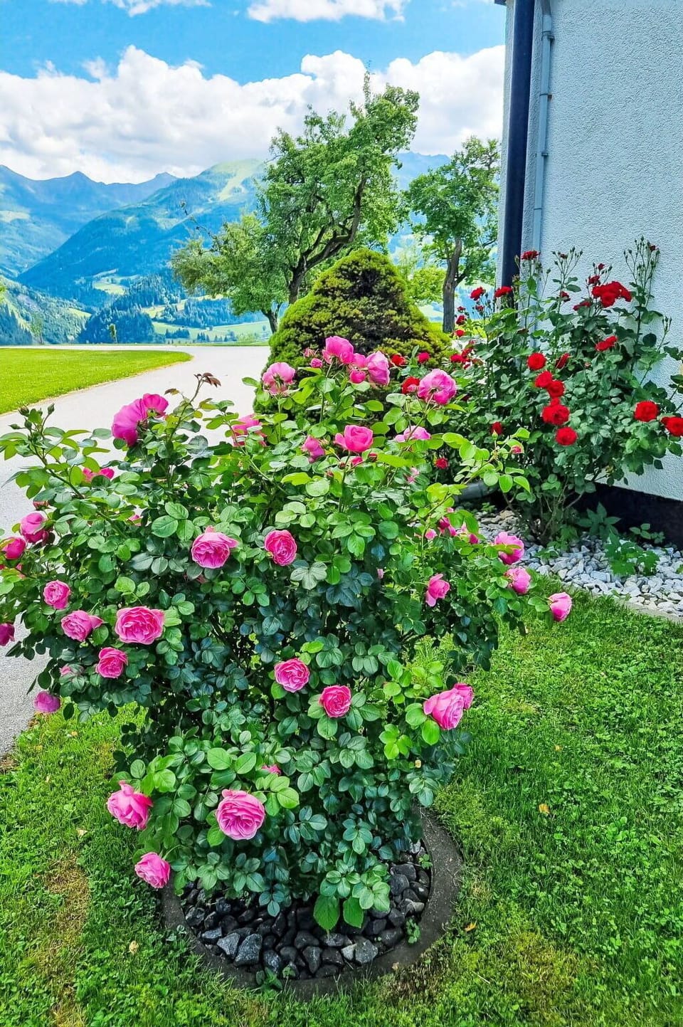 Flower, Petal, Green, Garden Roses, Pink, Shrub, Garden, Rose Family, Flowering Plant
