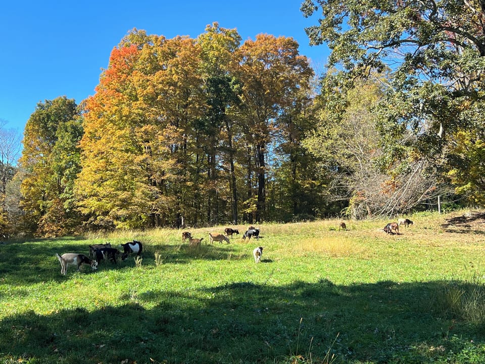 Grazing pasture abutting the cottage in the autumn