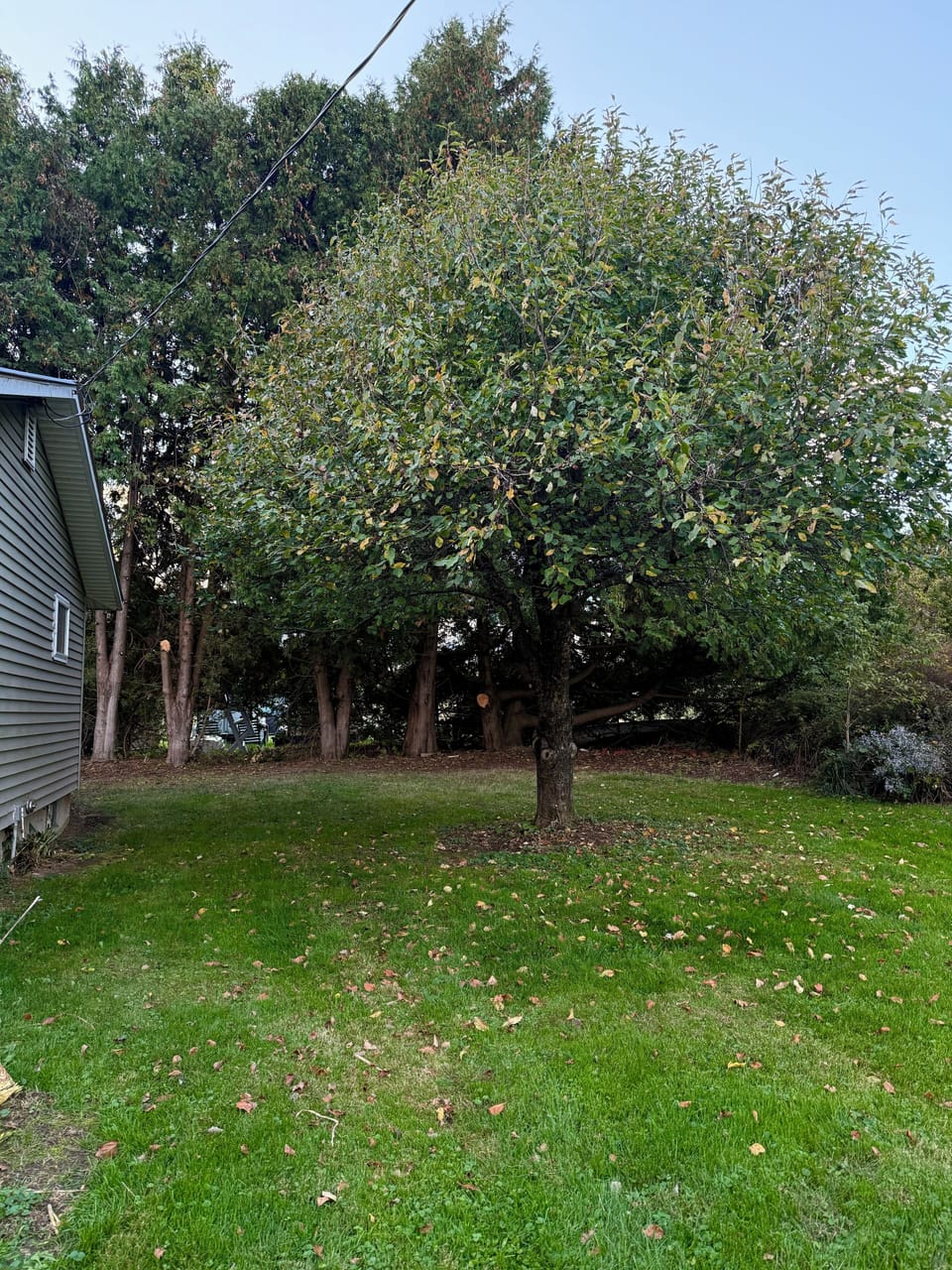 Apple Tree