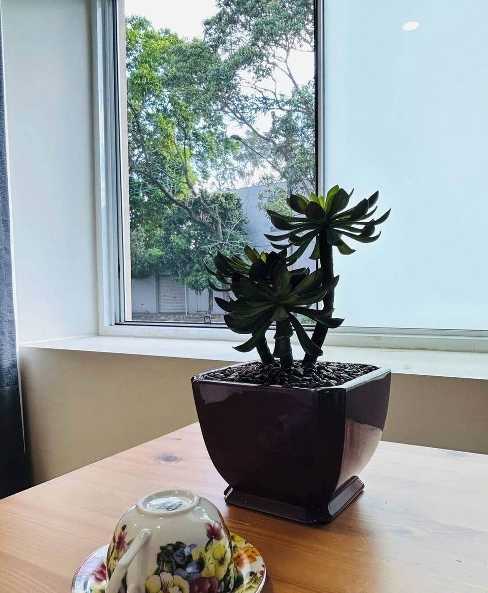 A peaceful close-up of a potted succulent sitting on a wooden table beside a plate of food.