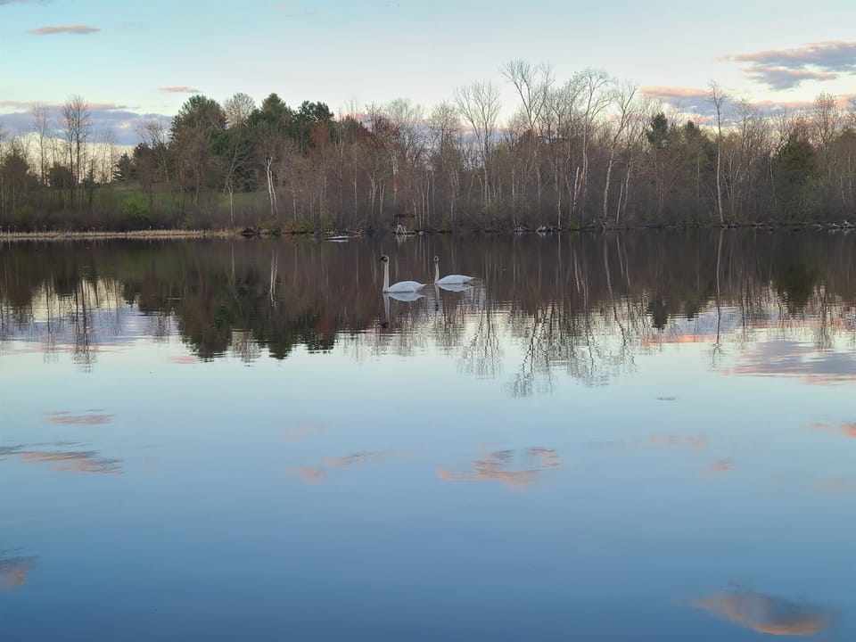 - Calm lake scene with graceful swans drifting by   - Peaceful reflections create a soothing view   - Relax and enjoy nature right from the shoreline