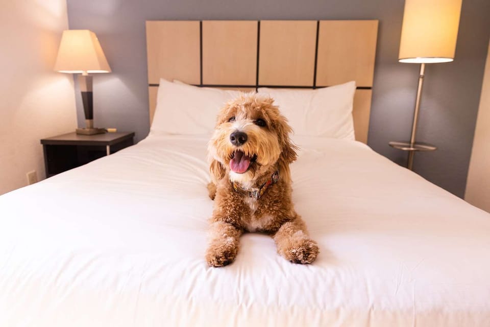 Smile and relax on plush bedding in a welcoming space.