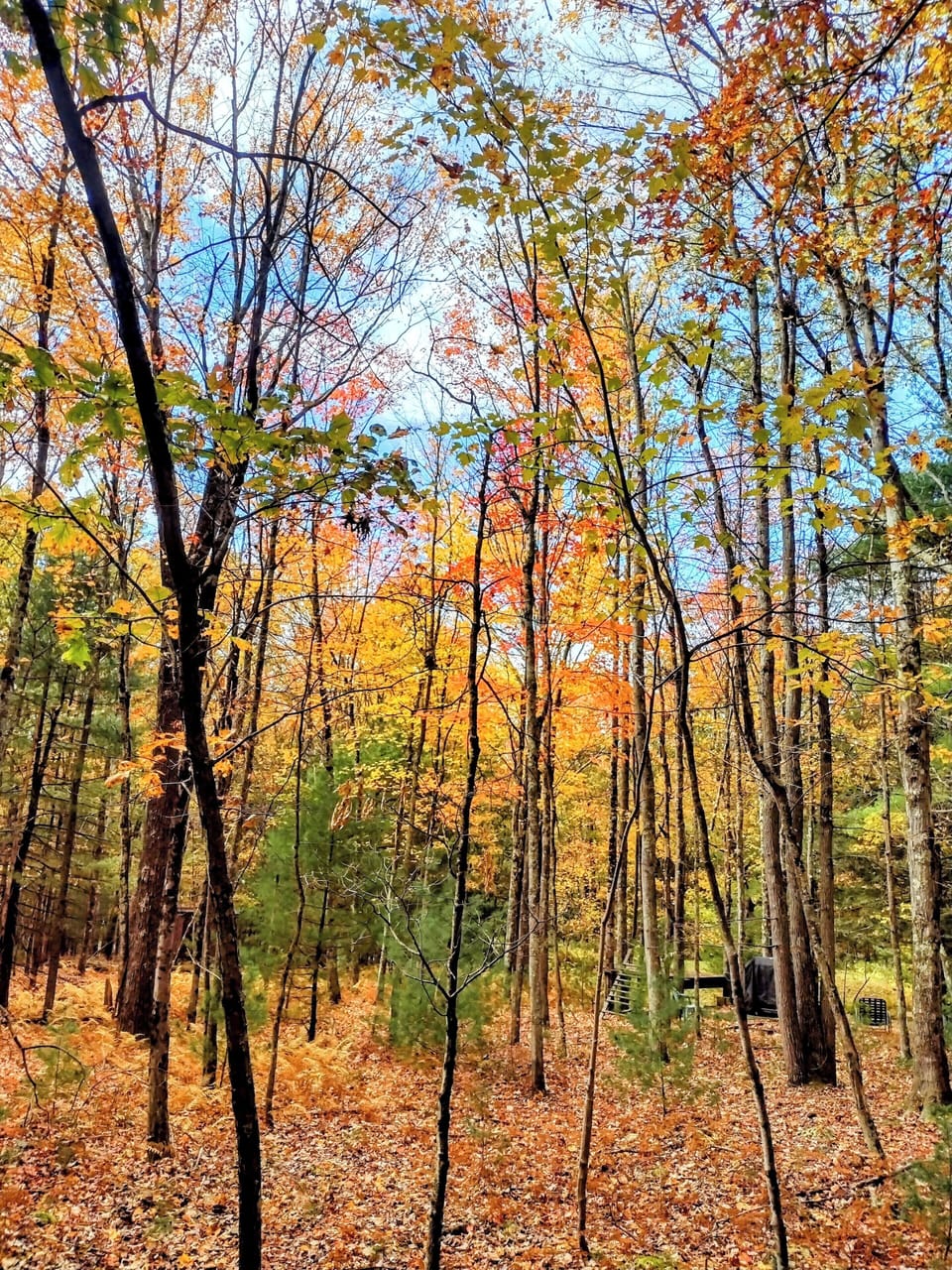 Autumn at the property