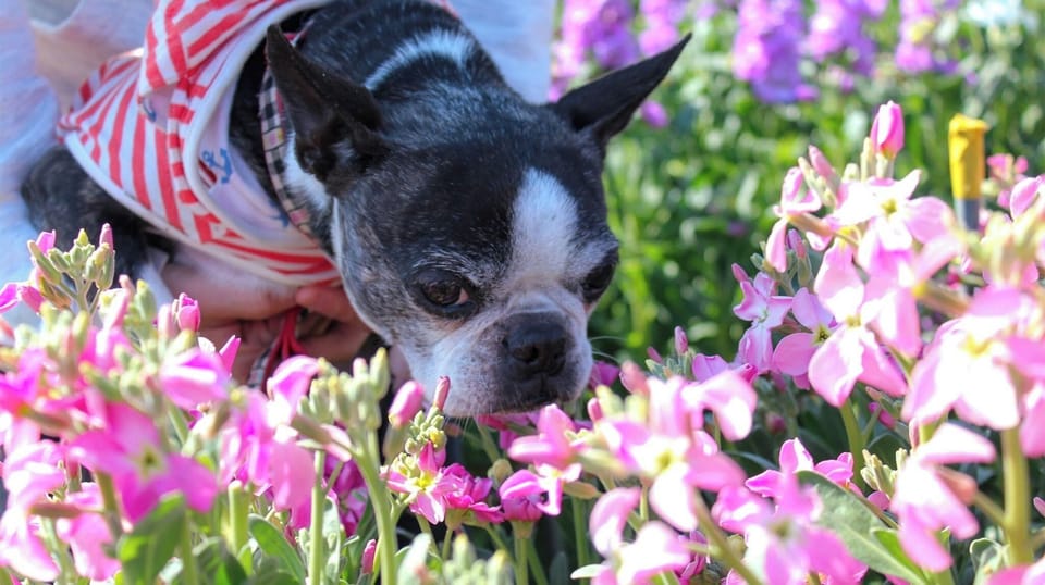 ・You can enjoy many different flowers, including rape blossoms, snapdragons, marigolds, and stocks.