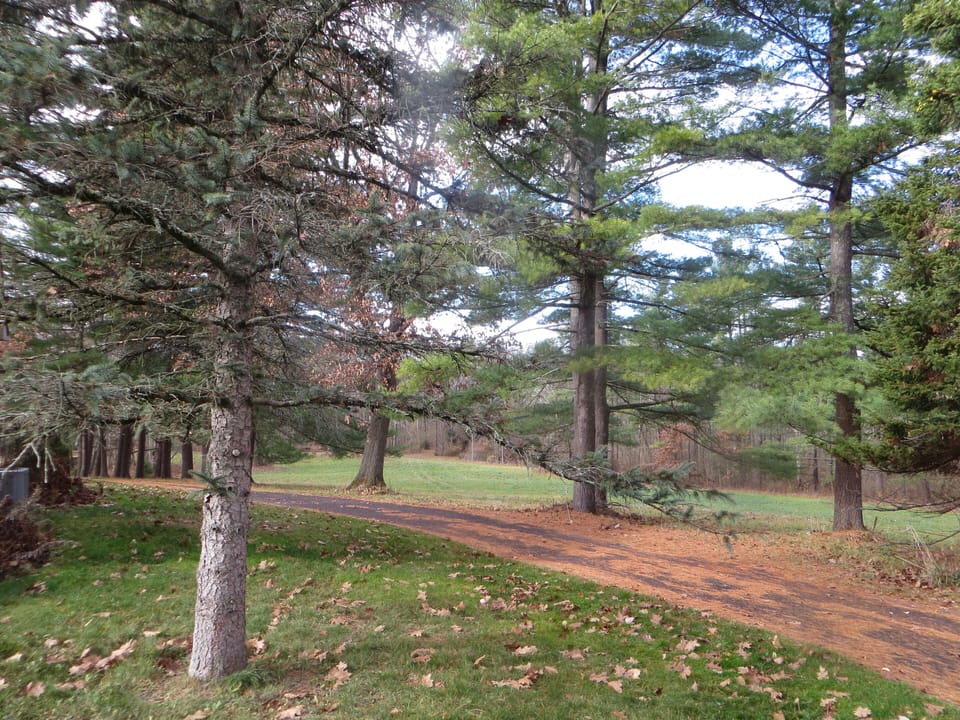 back yard with wrap around driveway
