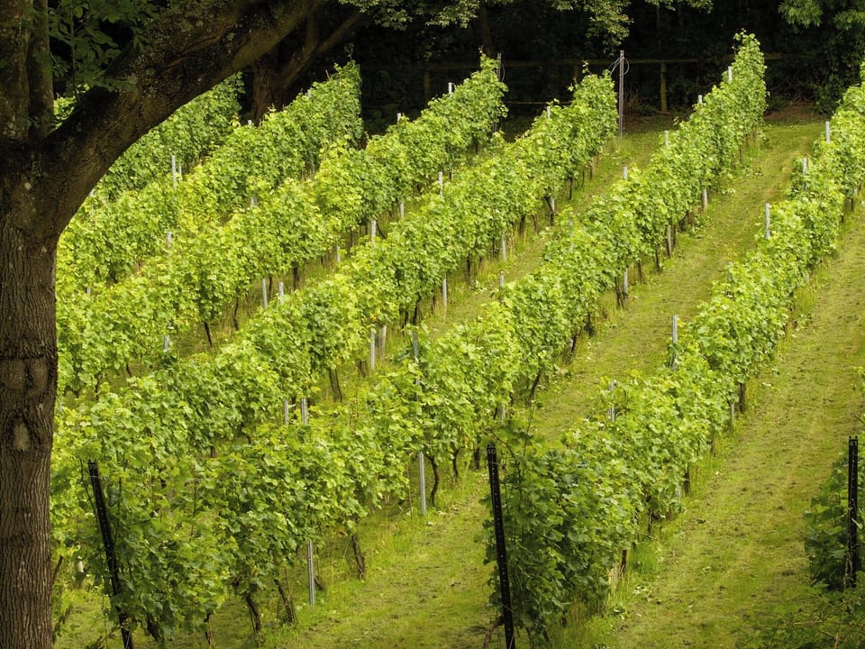 Vineyard | The Game Larders - Wythall Estate, Ross-on-Wye