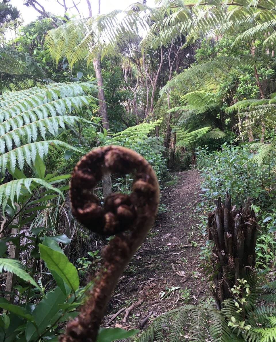 Koru on private Bushwalk