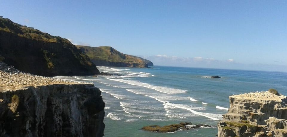 Gannet colony, Muriwai 