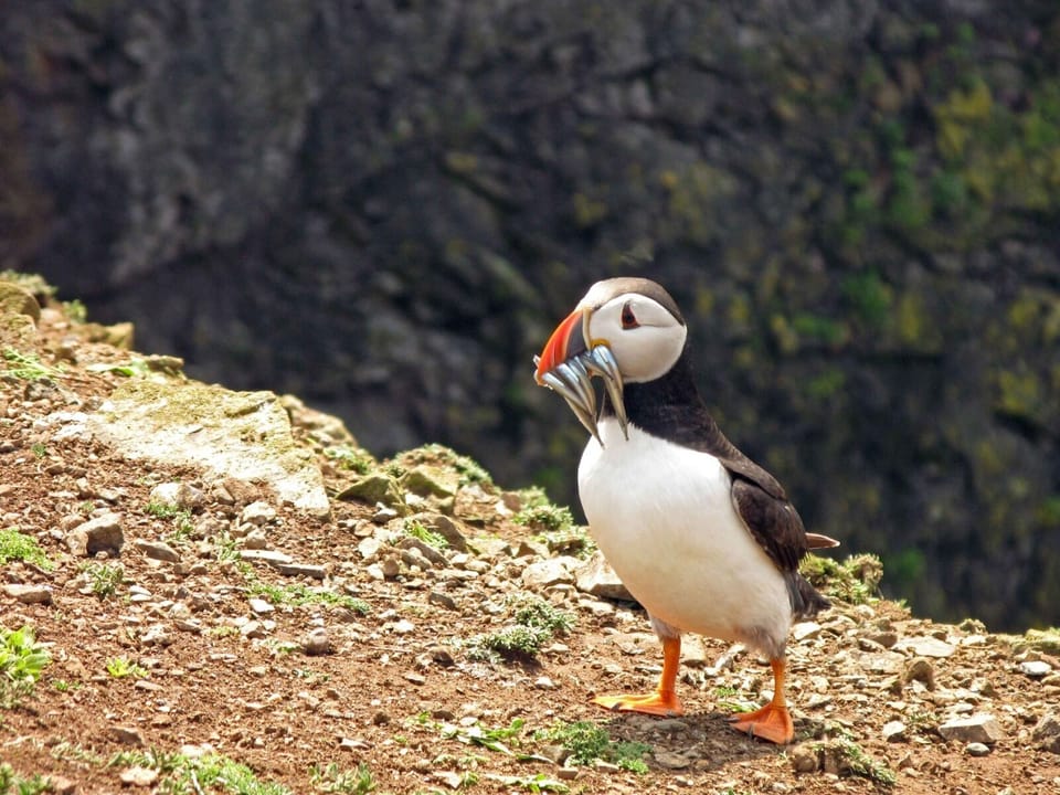 Puffin on Skomer