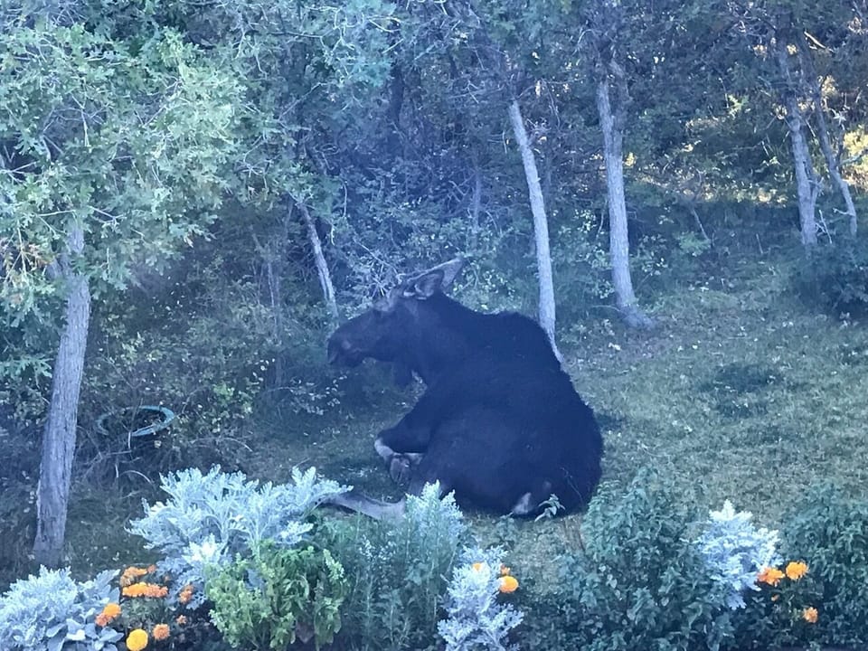Moose in the backyard